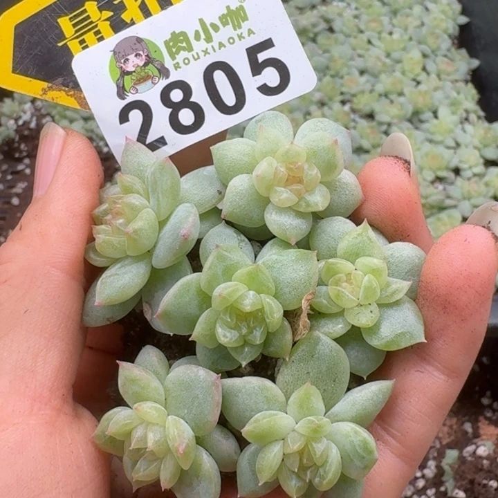 多肉植物多肉植物