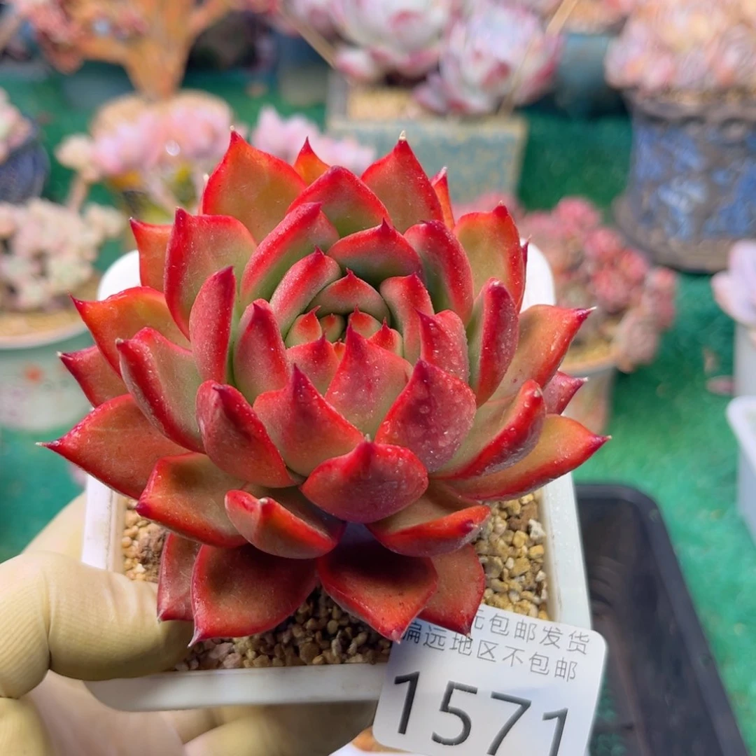 大1571（da b sh x j c b b