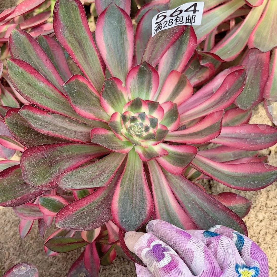 F. 564红魔某女多肉11111