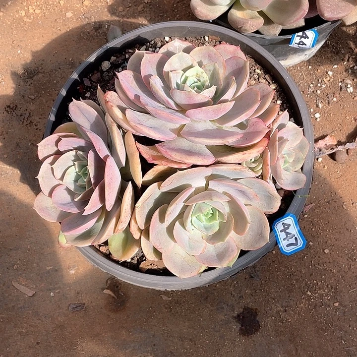 447蓝色苍鹭 一物一拍多肉