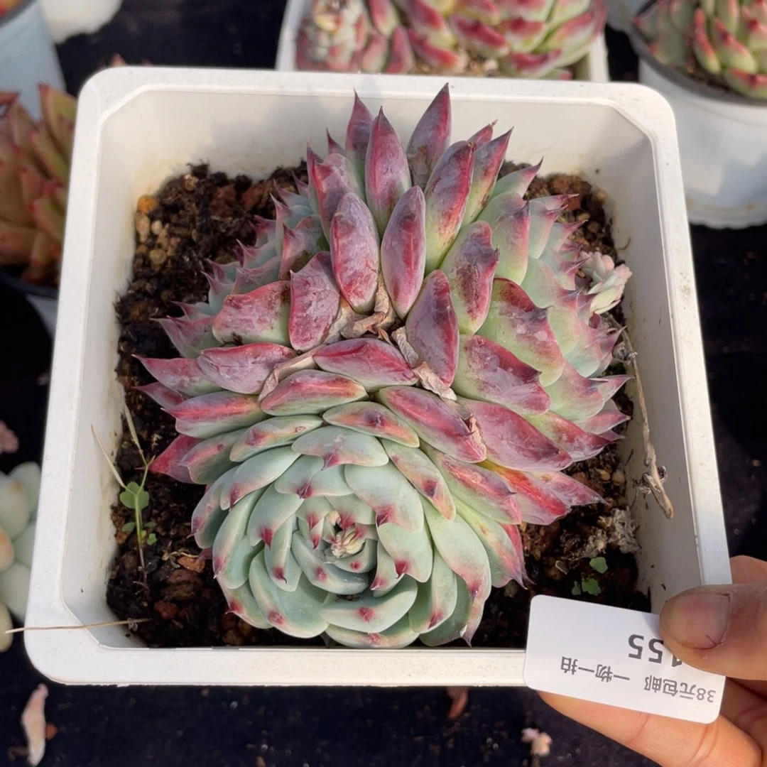 155吉娃娃三头多肉植物