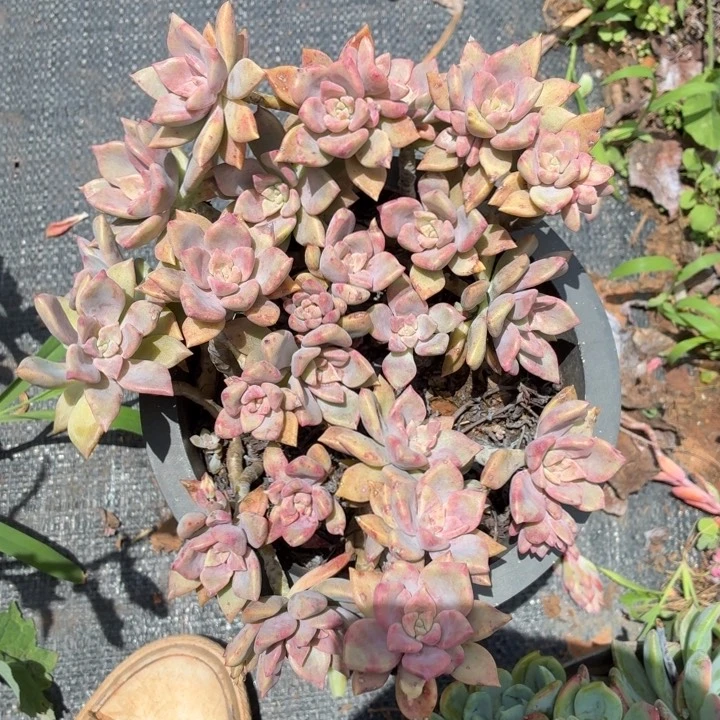 紫卡。。。。。。。。。。。。。