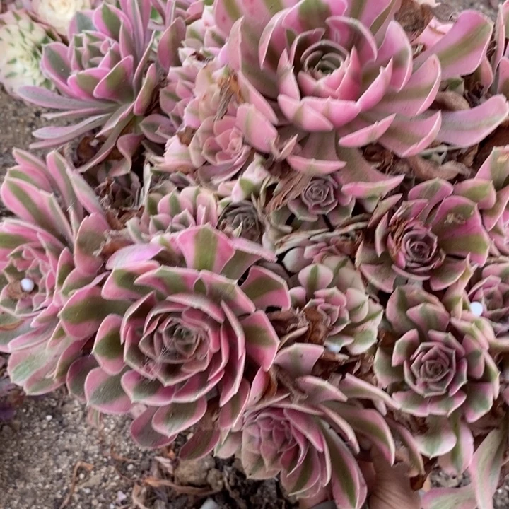 花****05960女巫多肉植物