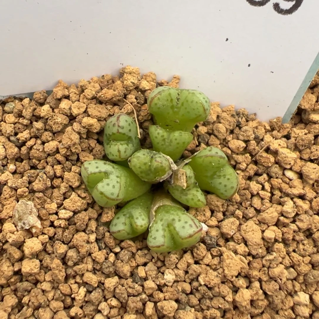 23-69肉锥多肉植物