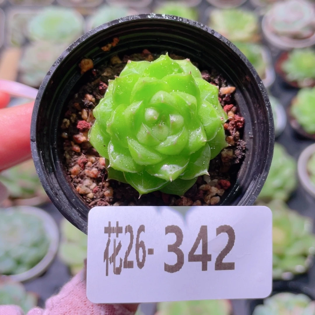 花利美26-342女王玫瑰