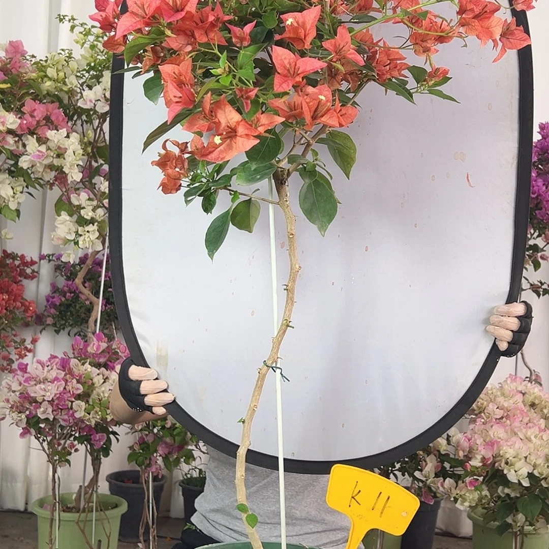 M****大部分花苞少量开放K11佩德罗