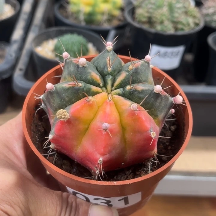 031自根光辉牡丹一物一拍