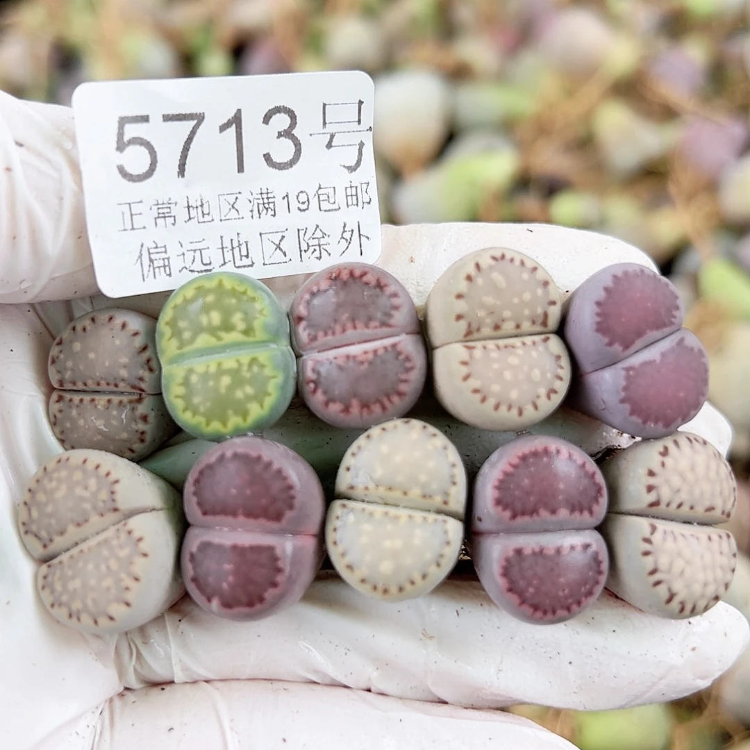 5713三年彩饼干10个1.5cm左右