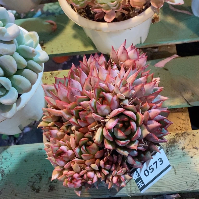 【闪购商品】宝莲灯0573