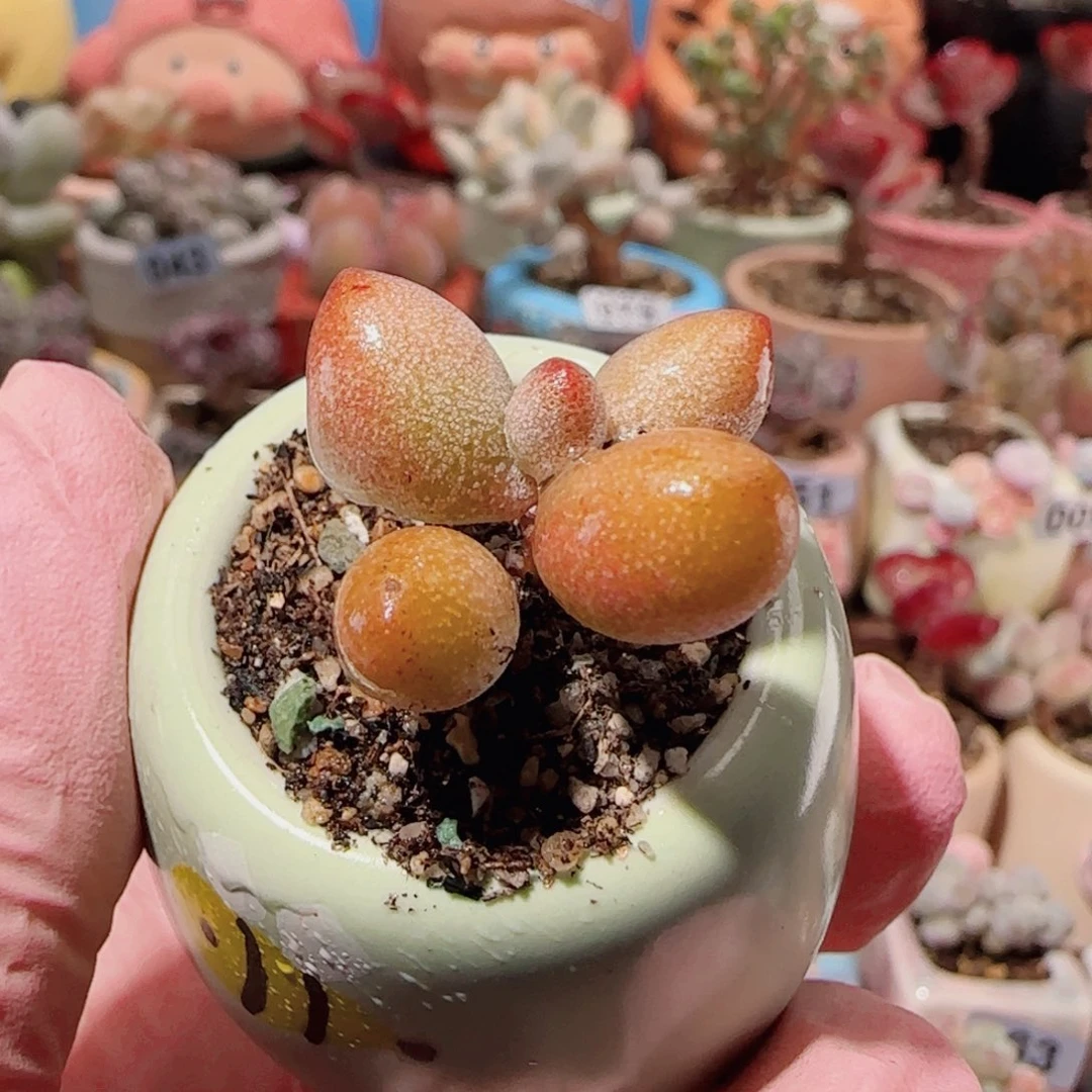 T水泡萤火虫盆口2.5cm