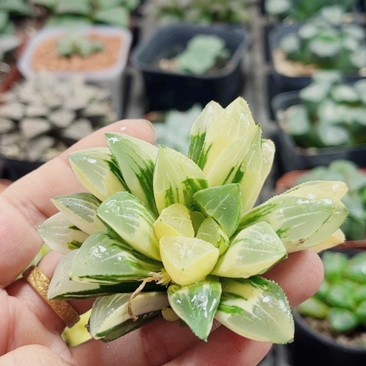 十二卷 姬寿锦 福利