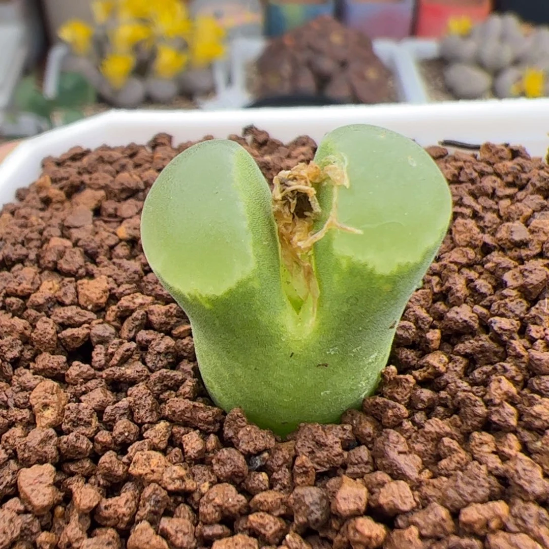 0352号极窗 多肉植物