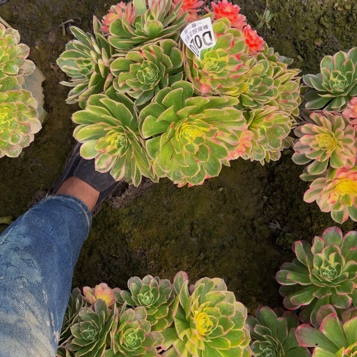 海燕花花25-37包邮花花