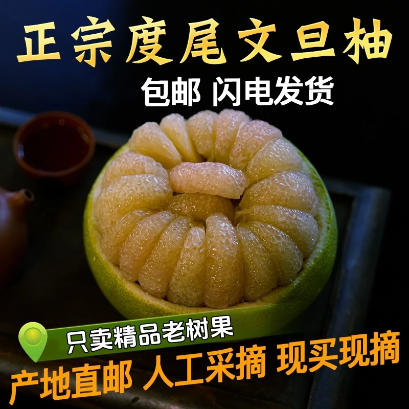 【皮厚的柚子】正宗福建仙游度尾老树文旦柚当季孕妇时令水果精品