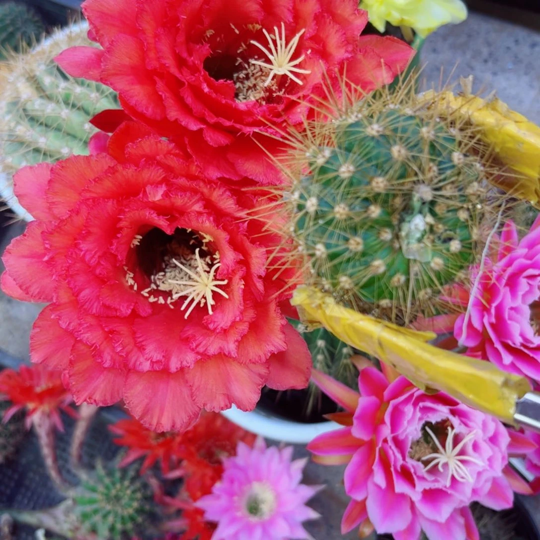 下2毛荣耀歪无根侧芽4公分左右20包邮