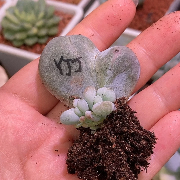 油煎丸子锦多肉植物