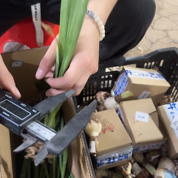 双绿2.5公分以上福利