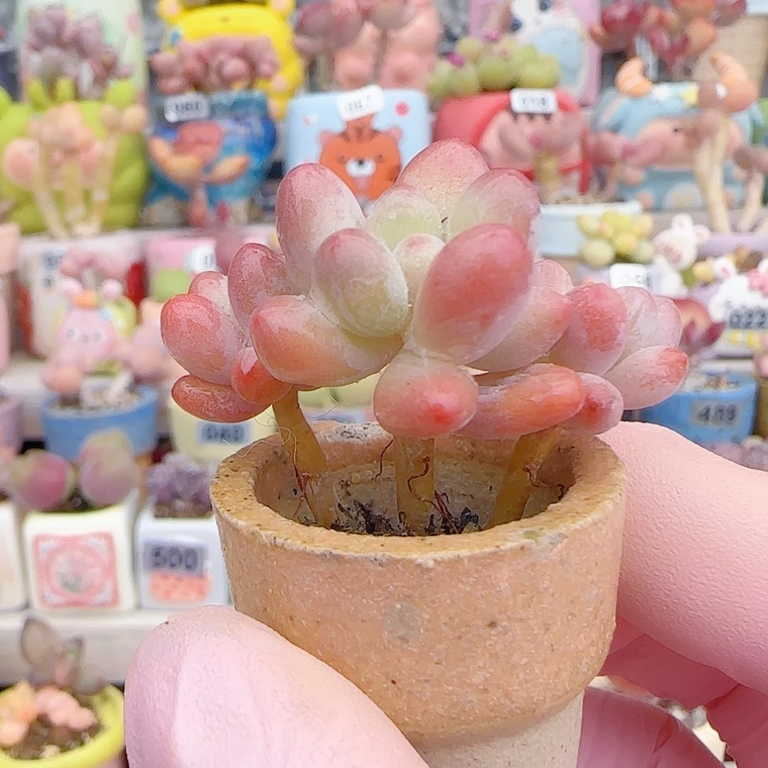 L 樱花奶 盆口2.5cm