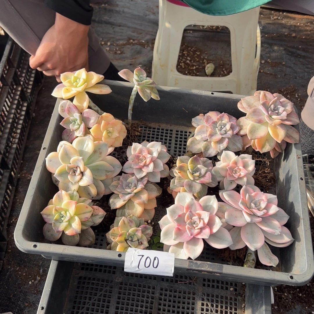 700紫乐锦老桩多肉植物紫乐