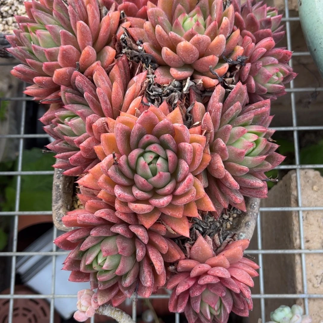 好姑娘多肉园艺，红蜡