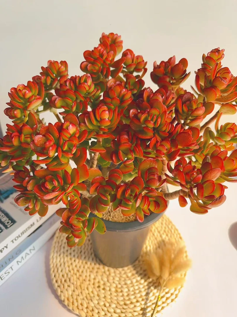 【向阳家  大红叶玉树  多肉植物】新手好养  脱土发