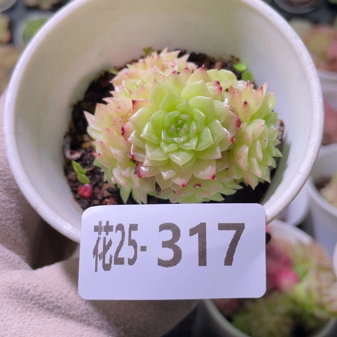 花利美25-317麦秆