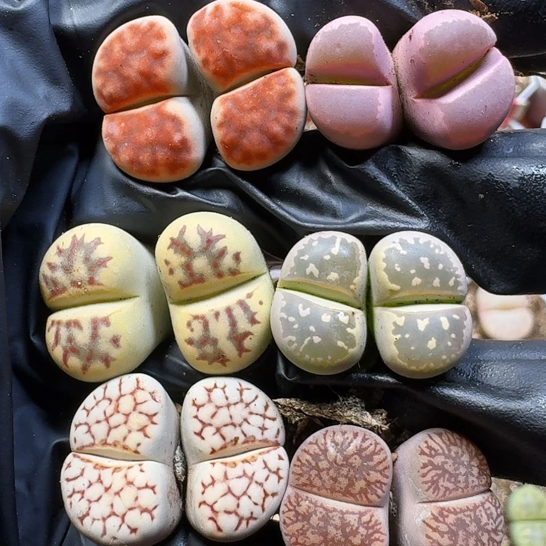 生石花111111。   359