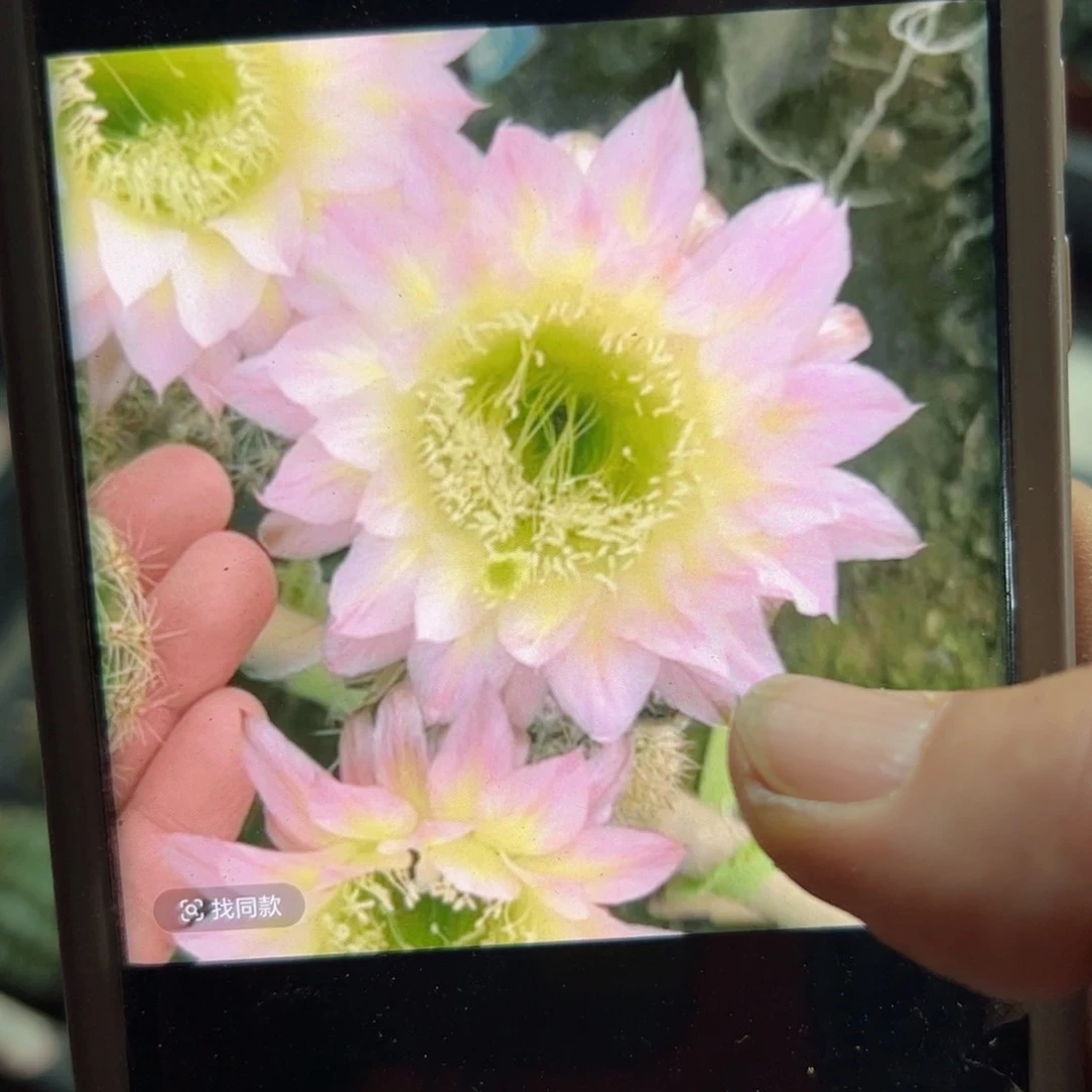 下66彩草28歪测芽4公分左右20包邮