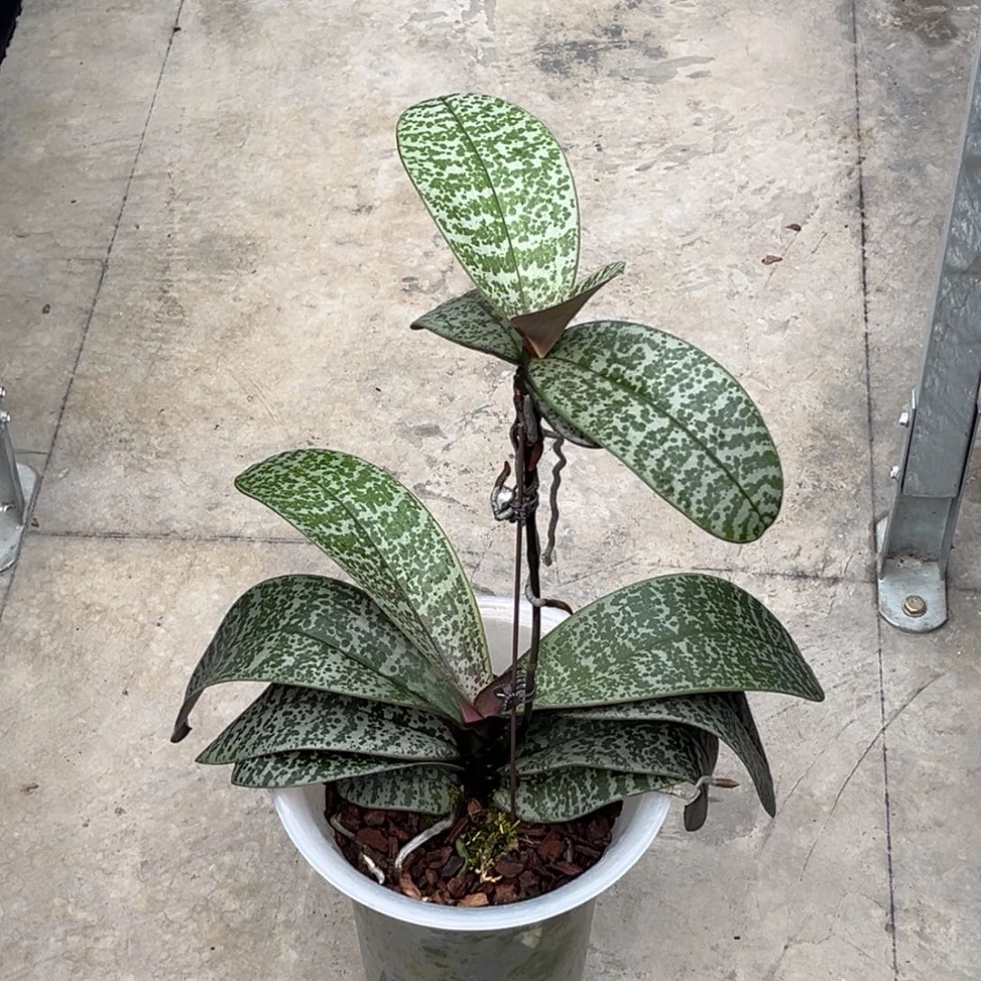 无花朵9寸脉纹交银叶高芽西苗