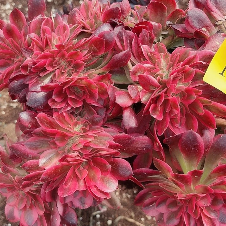 多肉植物福利1871