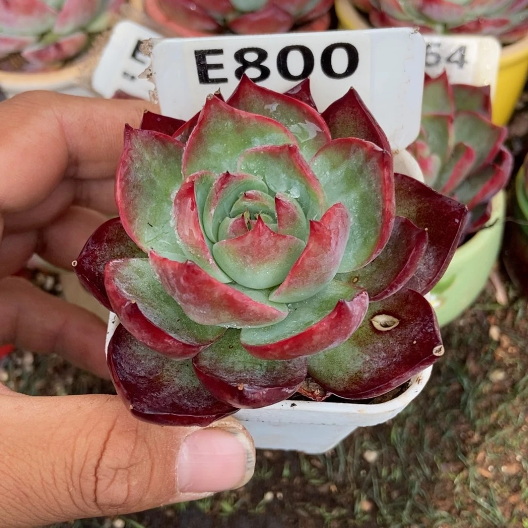 惊鸿一瞥800号楼