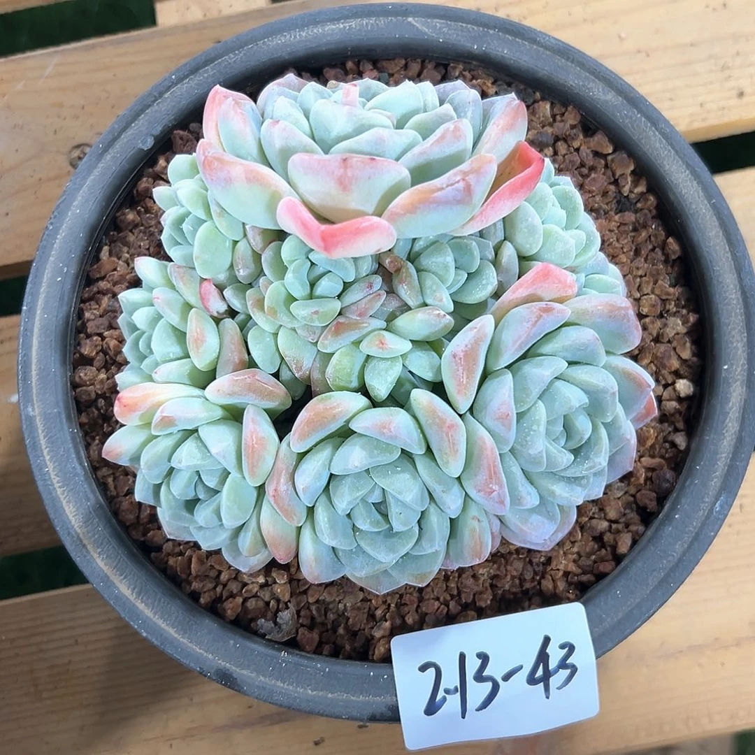 213-43冰玉多头多肉