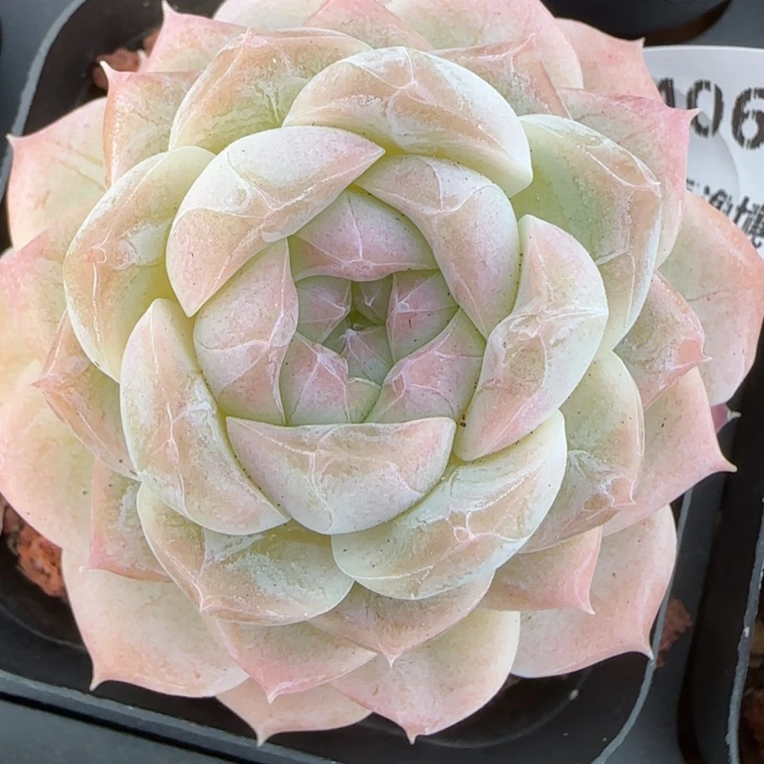 花语逸镜0212-406