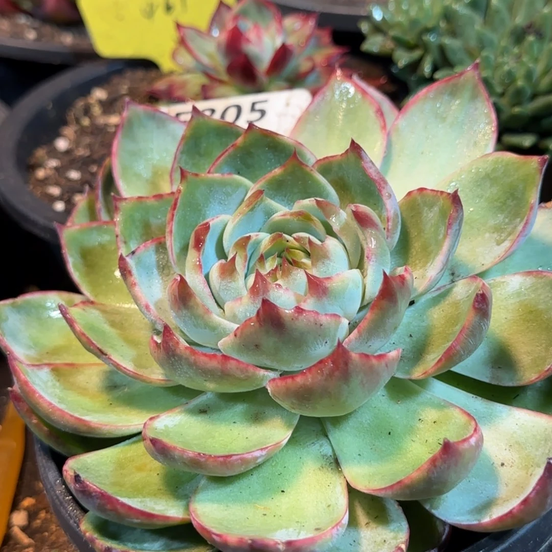 惊鸿一物一拍包装收缩花旱805