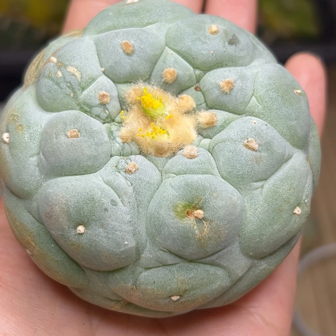 289 有根 仙人球的世界