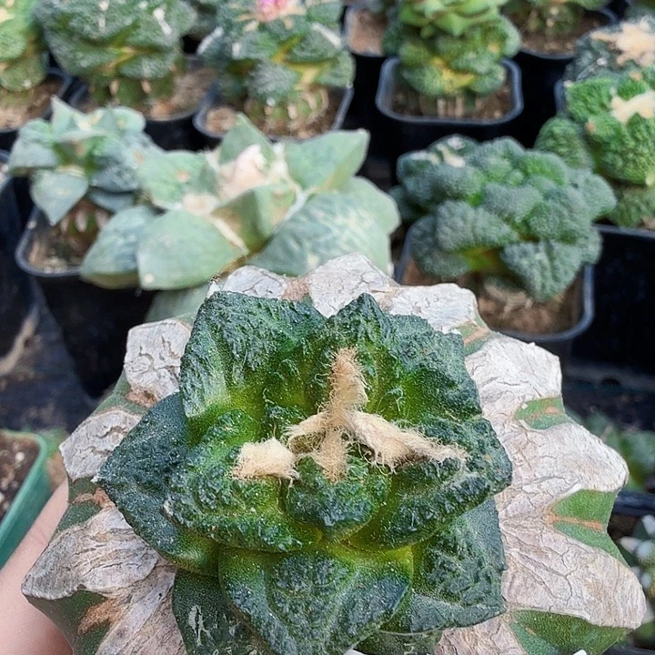 无花朵263龟甲辛顿牡丹