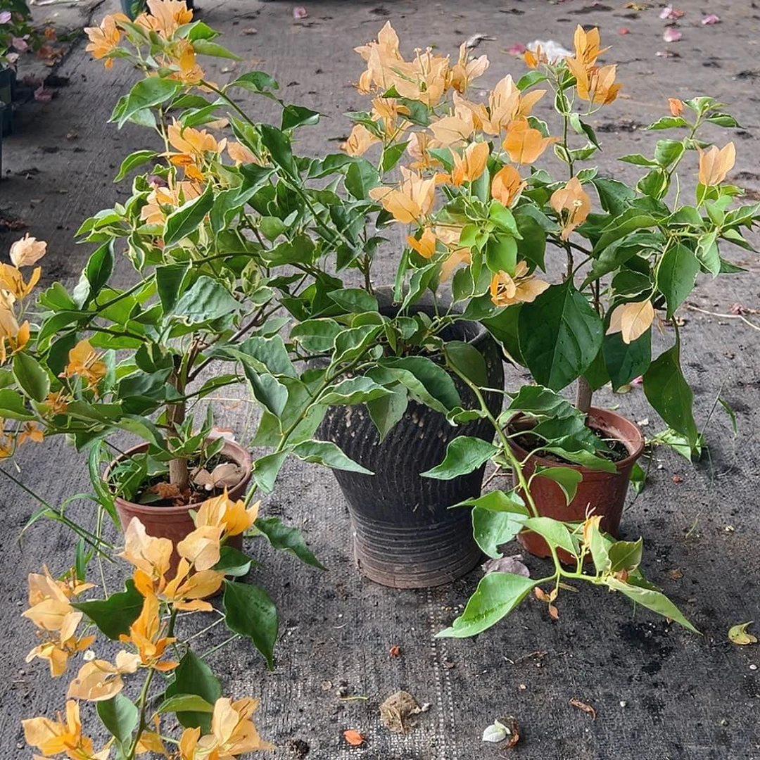 当前无花栽培后可以开花黄蝶掌中宝一颗