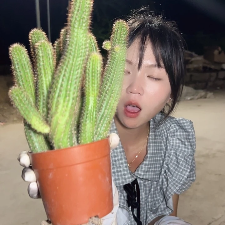 林肯宝石中号（掉头掉崽不售后）
