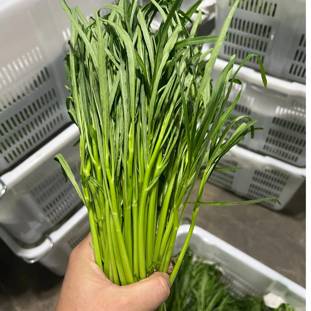 【潮汕同学农产品】空心菜·本地空心菜·应菜·3斤装·顺丰广东包邮·