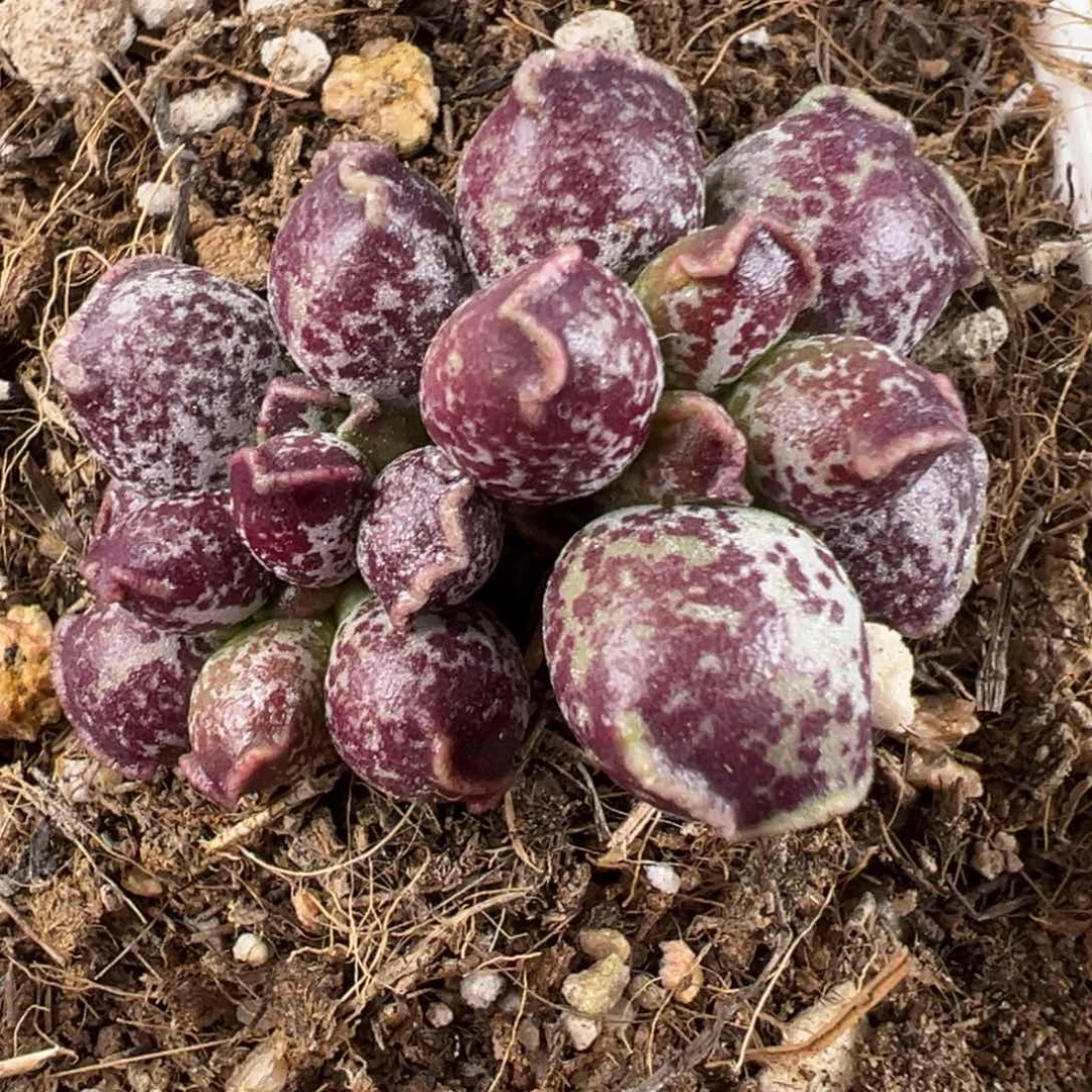 达摩海豹水泡变异斑手捧花造型老桩