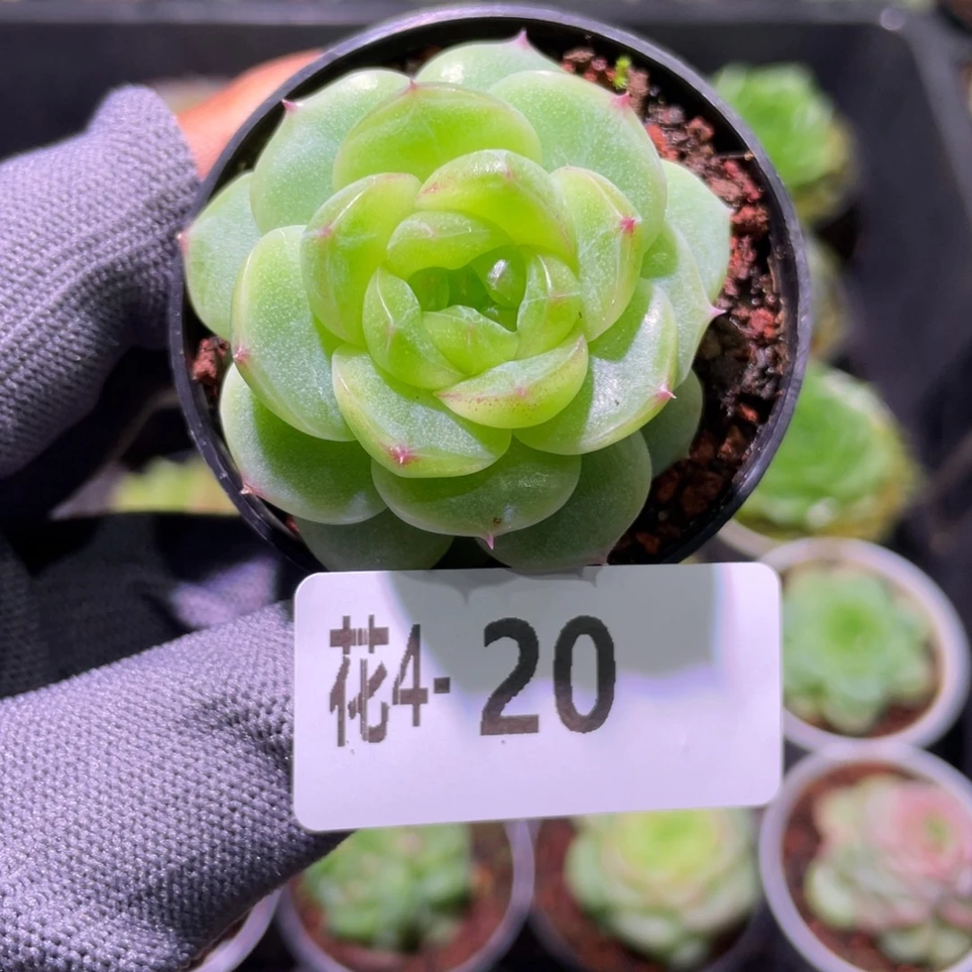 花利美 4-20珍妮