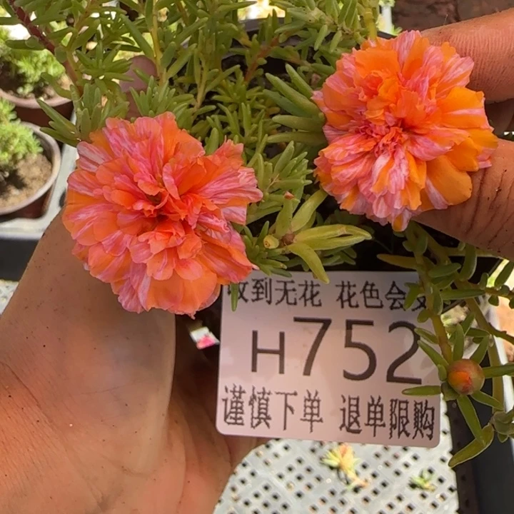 无花朵H752超小苗盆口10cm可能有虫糖宝