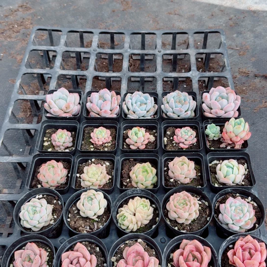 多肉杂交组合三十颗量拍11-37