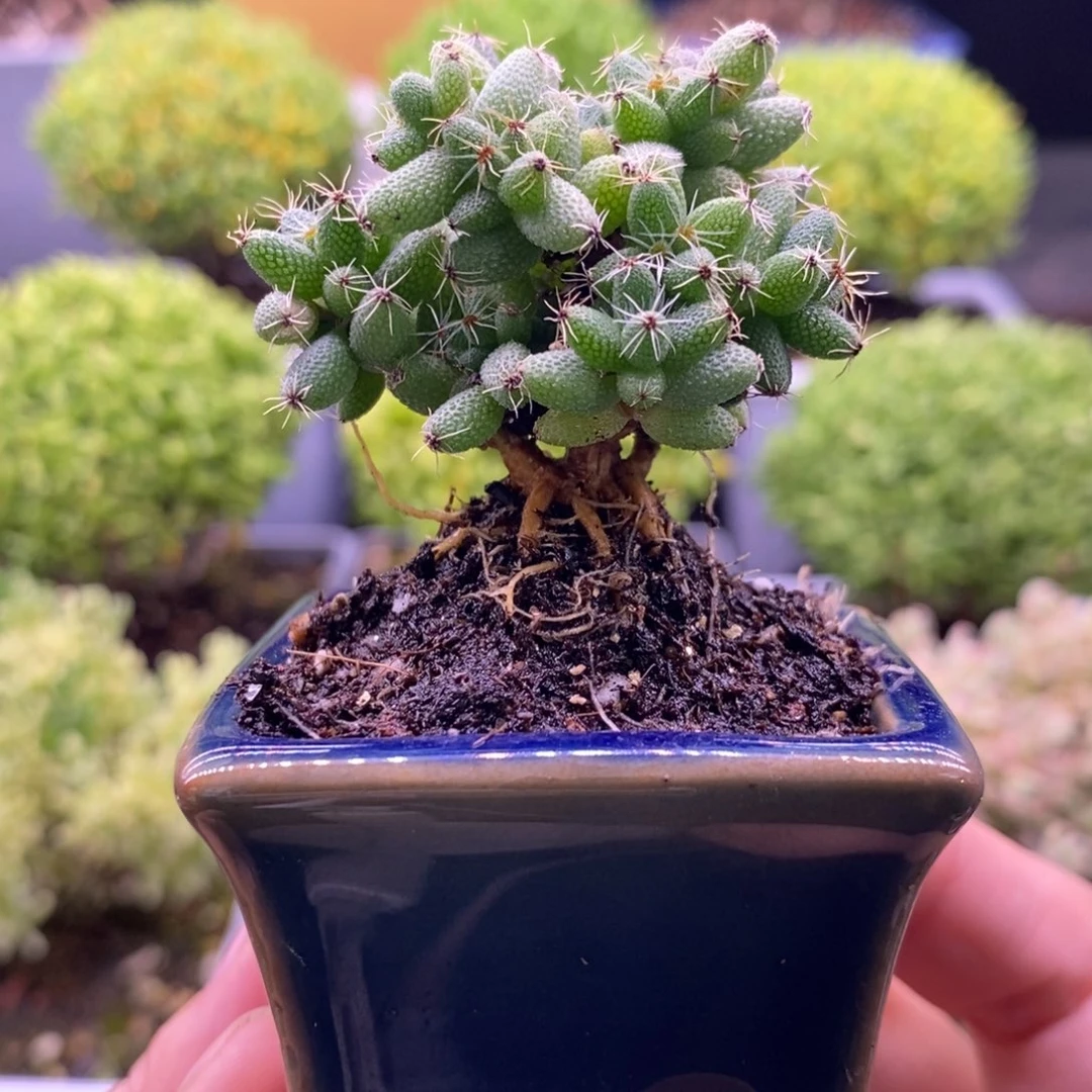 360爆米花带盆。