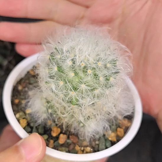 白云高砂直径4带盆土