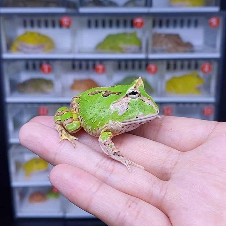 特价促销价格优惠蝴蝶