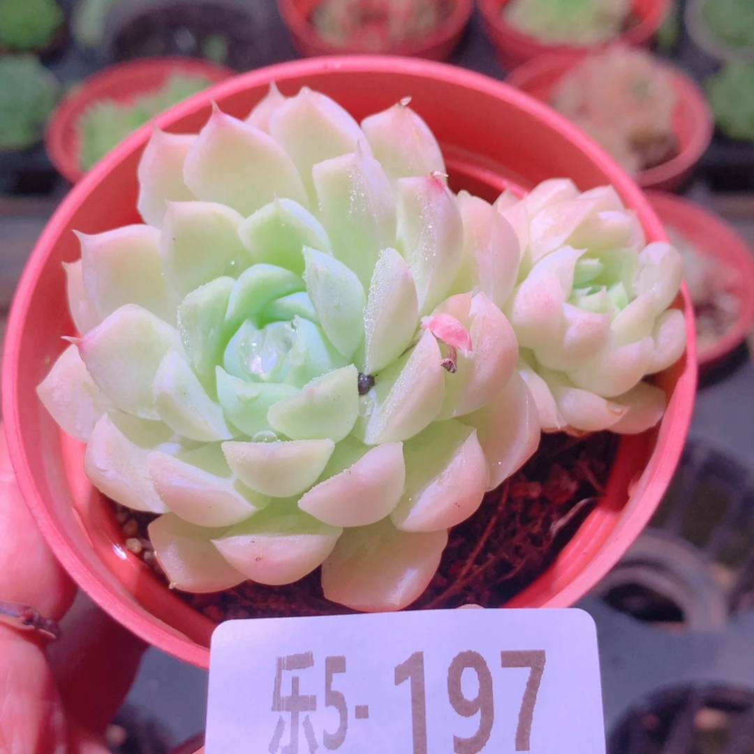 乐然5-197 白月影