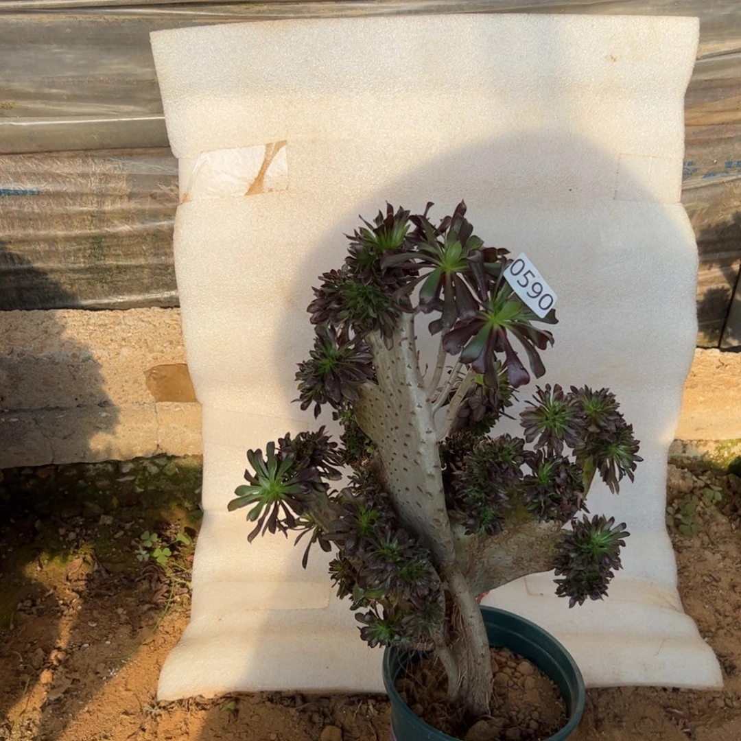 有伤黑缀590高度40厘米