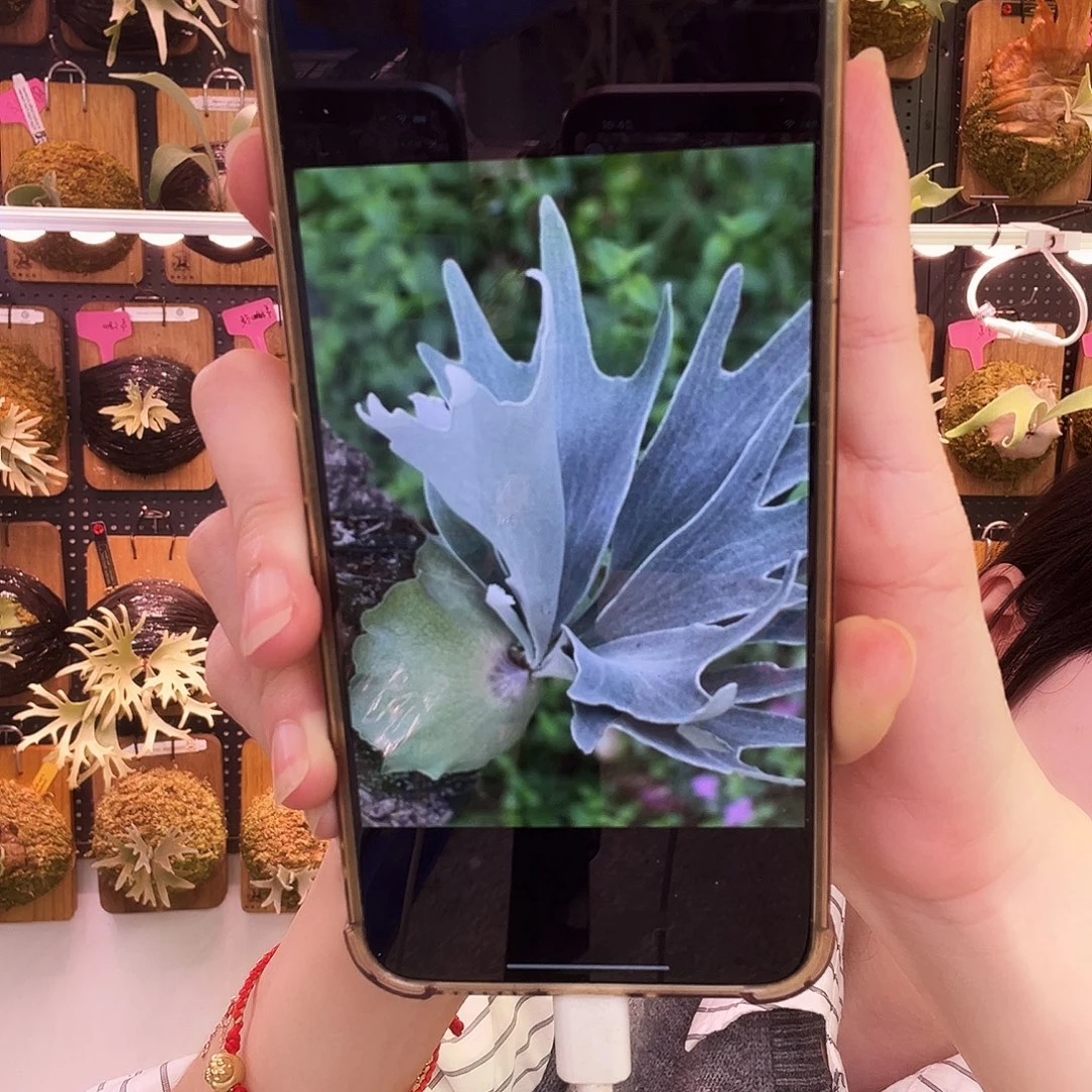 Tonkla 钻雪侧芽 无原牌