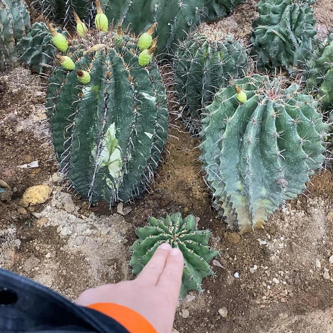 ****雎鸠玉一个。